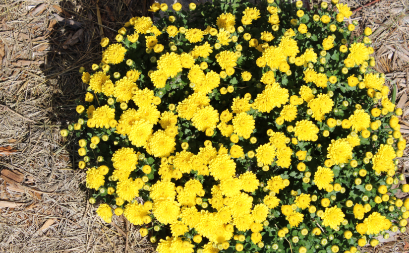 Boasting – more than&nbsp;annoyance