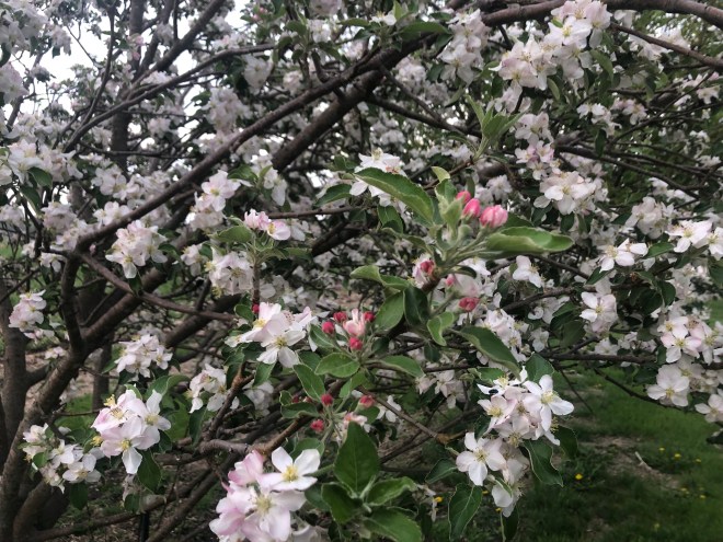 Closeup of Honey Crisp Blossoms