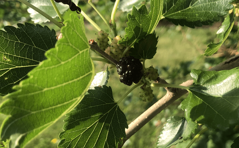 Health and Healing&nbsp;#17