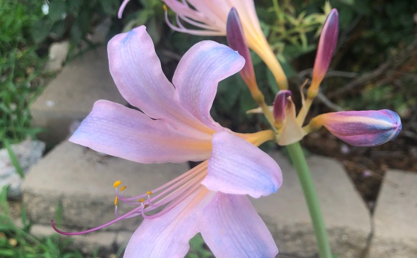 The Source of Gratitude and&nbsp;Peace