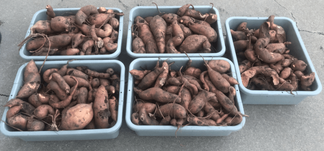 five bus tubs of sweet potatoes