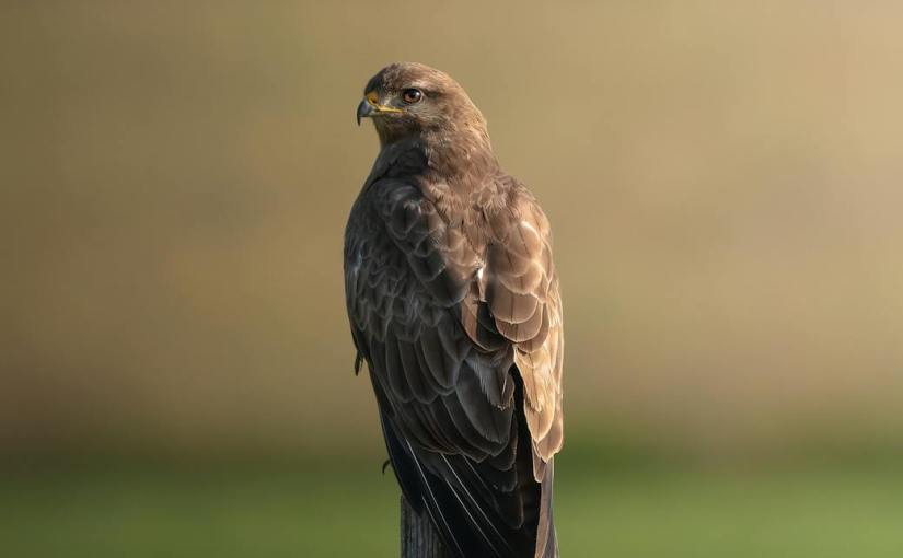 Postscript – Given&nbsp;Over