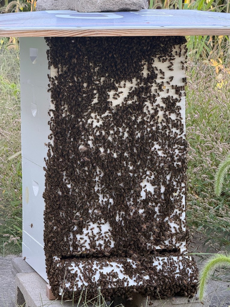 Beehive front covered with bees because of high heat.